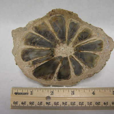 Hermanophyton (Seed Fern Like)