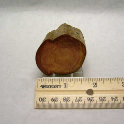 Basswood