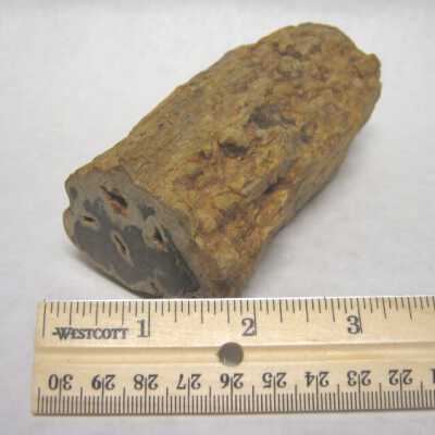 Limb Cast