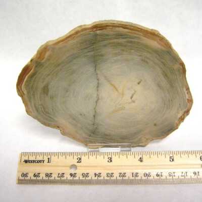 Petrified Wood