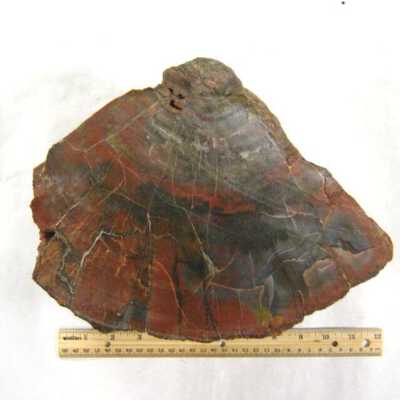 Limb Cast