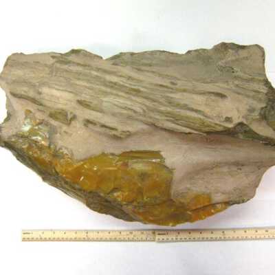 Limb Cast
