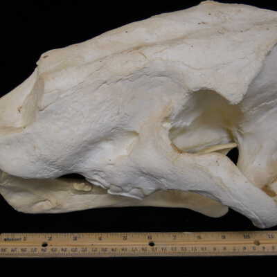 Sabre Tooth Cat (replica)