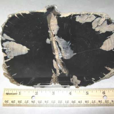 Limb Cast