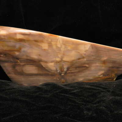 Petrified Wood