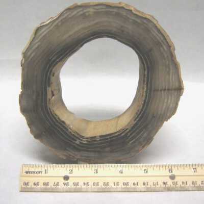Limb Cast