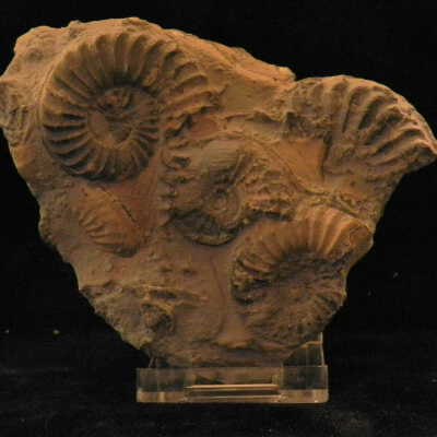 Ammonite