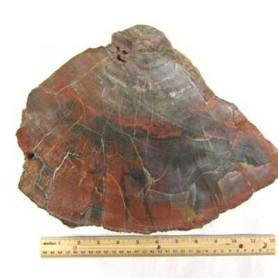 Limb Cast