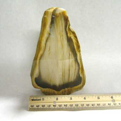 Petrified Wood