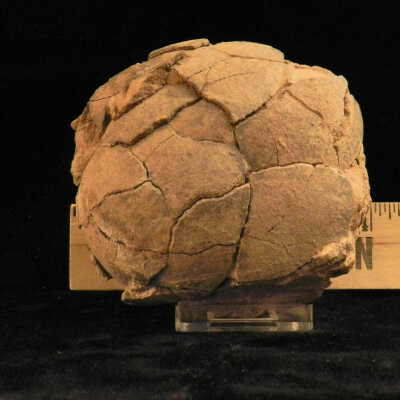 Stegosaurus (egg)