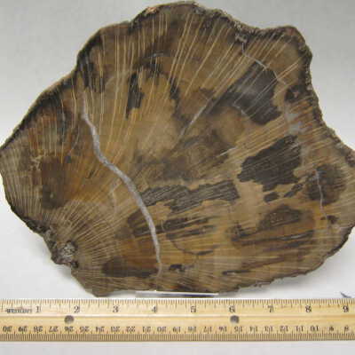Schilderia