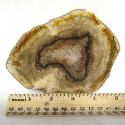 Petrified Wood