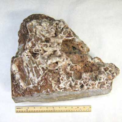 Limb Cast