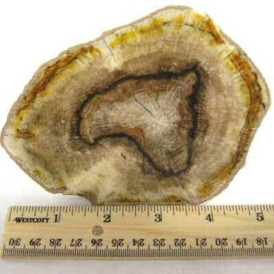 Petrified Wood