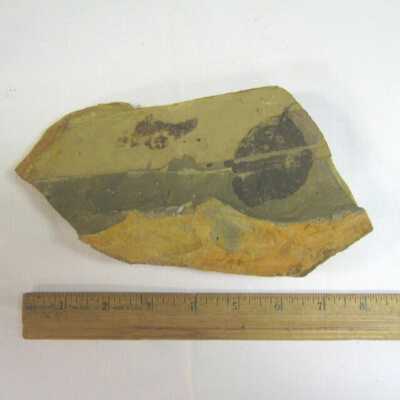 Alnus hollandiana (Leaf)