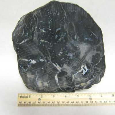 Limb Cast