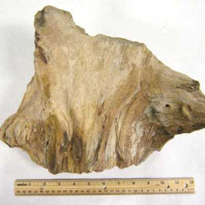Petrified Wood