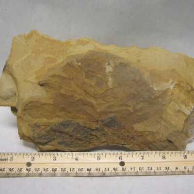 Leaf Fossil