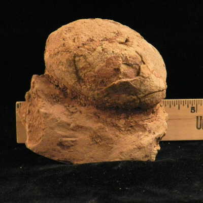 Dinosaur (egg)