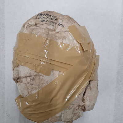 Oligocene Tortoise Shell