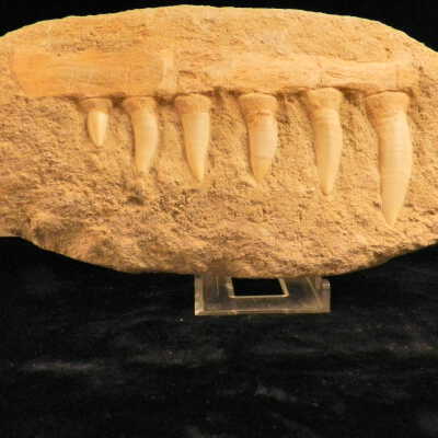 Mosasaurus (marine reptile)