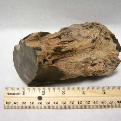 Hickory