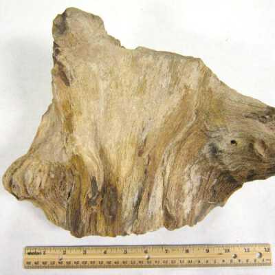 Petrified Wood