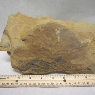 Leaf Fossil