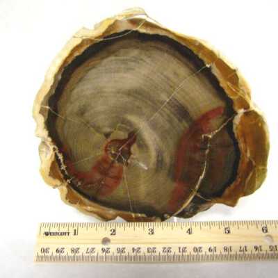 Petrified Wood