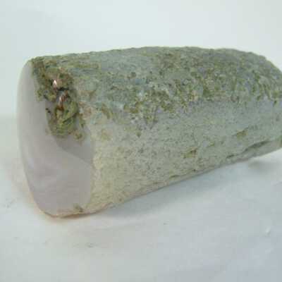 Petrified wood limb cast