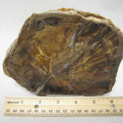 Limb Cast