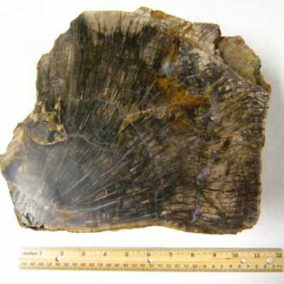 Limb Cast