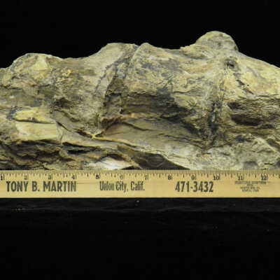 Fossilized Bone