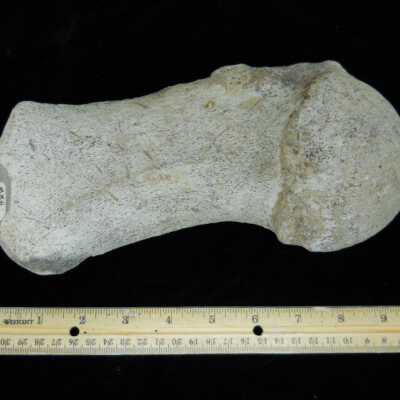 Whale (Humerus)
