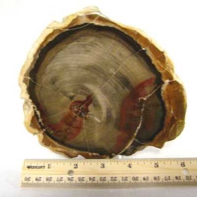 Petrified Wood