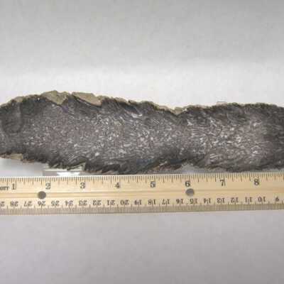 Limb Cast