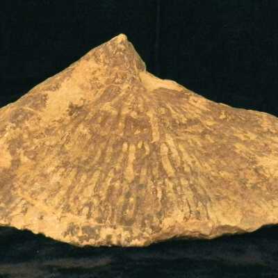 Ginko Biloba (fossil)