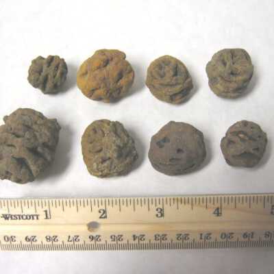 Seed Cones