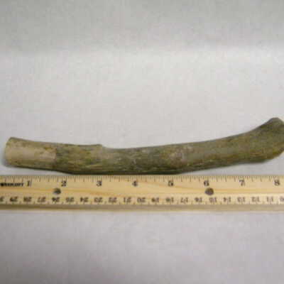 Yew (branch)