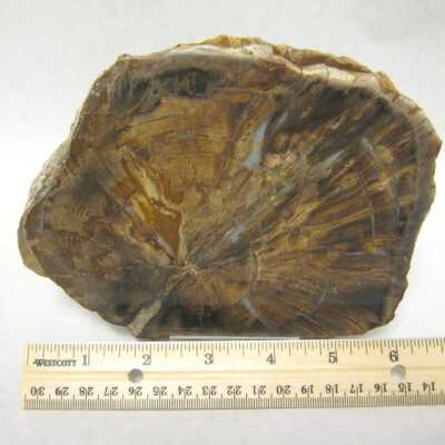Limb Cast