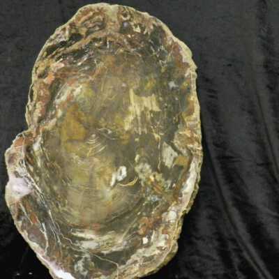 Petrifed Wood Pine