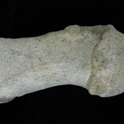 Whale (Humerus)