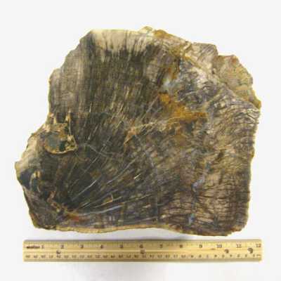 Limb Cast