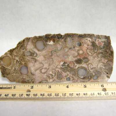 Petrified Wood