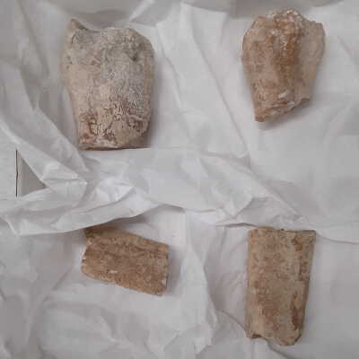 Mammalian Long Bone (Humerus?)