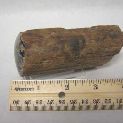 Limb Cast