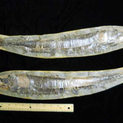 Vinctiifer