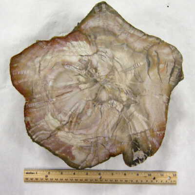 Petrified Wood