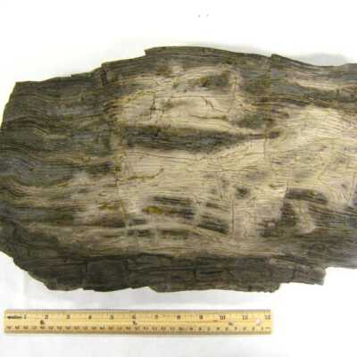 Limb Cast