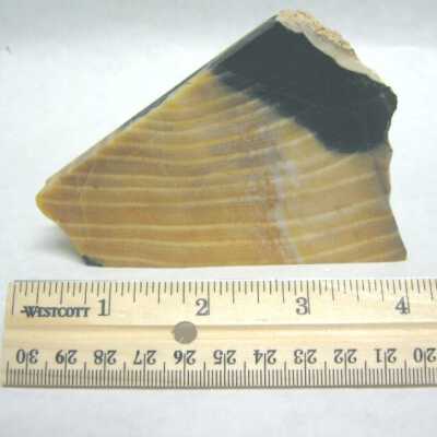 Limb Cast